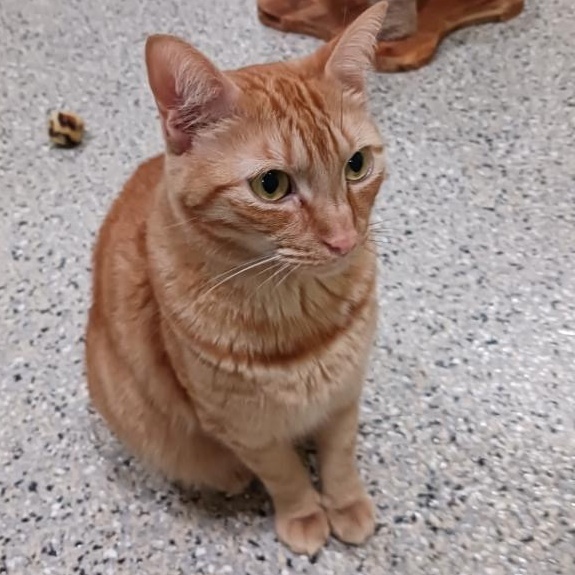 Enlarge Frito, a Adopted Domestic Short Hair in Kinnelon, NJ image 2/5