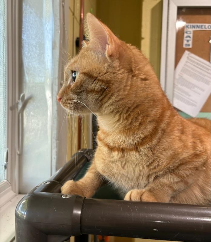 Enlarge Frito, a Adopted Domestic Short Hair in Kinnelon, NJ image 3/5