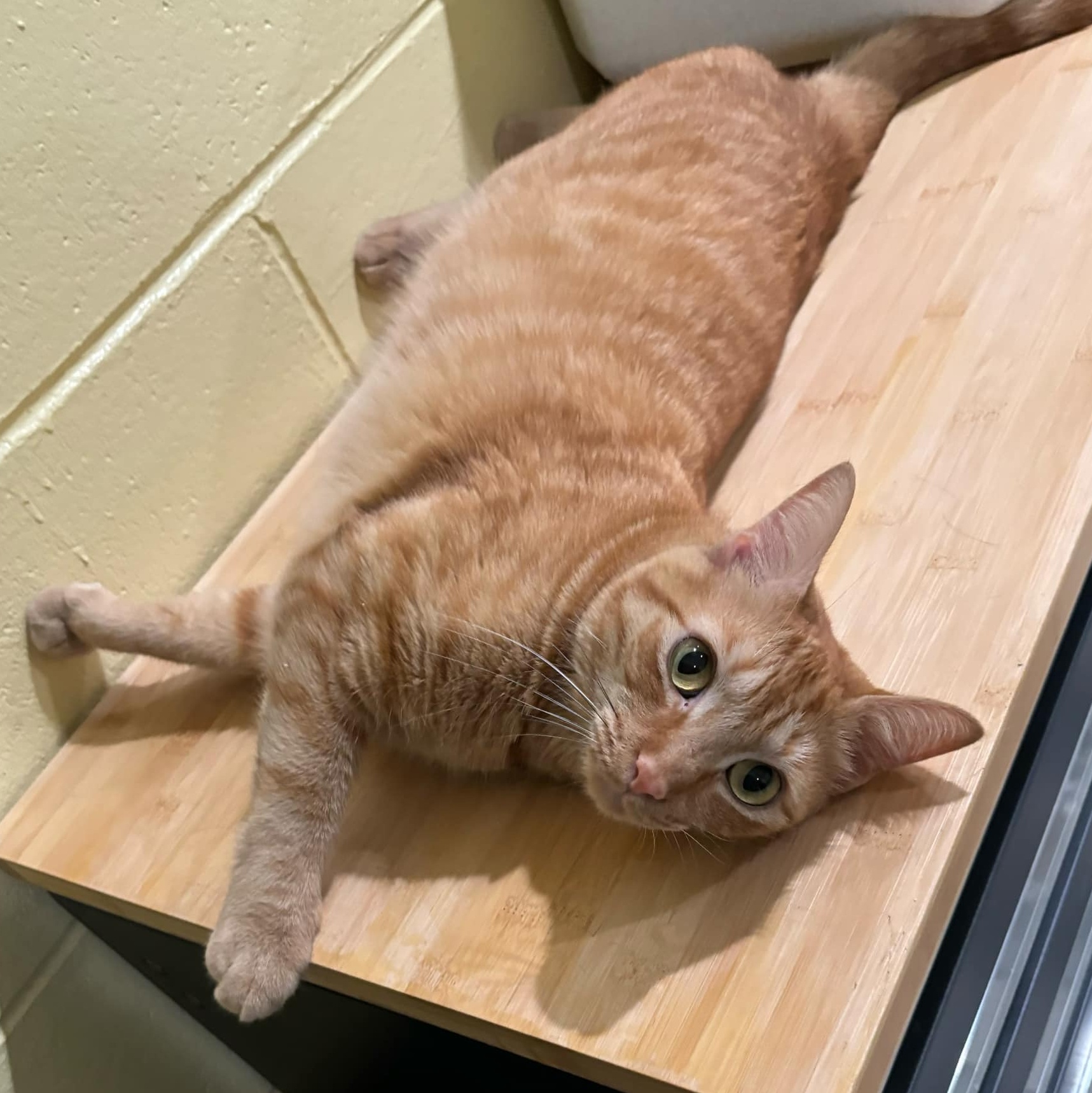 Enlarge Frito, a Adopted Domestic Short Hair in Kinnelon, NJ image 1/5