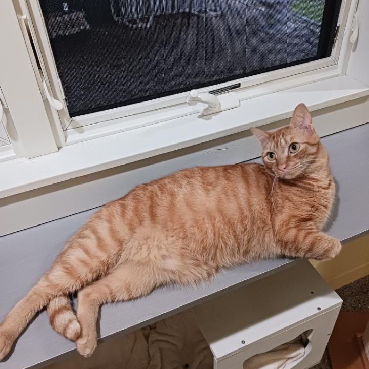 Enlarge Frito, a Adopted Domestic Short Hair in Kinnelon, NJ image 4/5