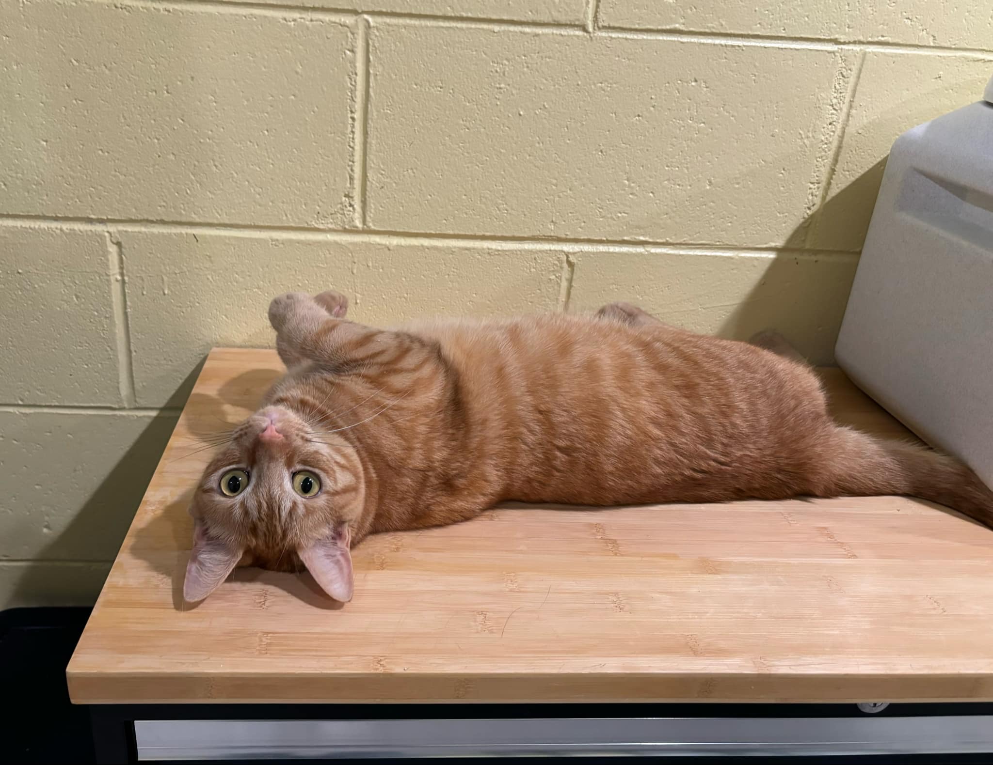 Enlarge Frito, a Adopted Domestic Short Hair in Kinnelon, NJ image 5/5