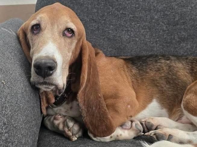 Winston II, Adoptable, Adult Male Basset Hound.