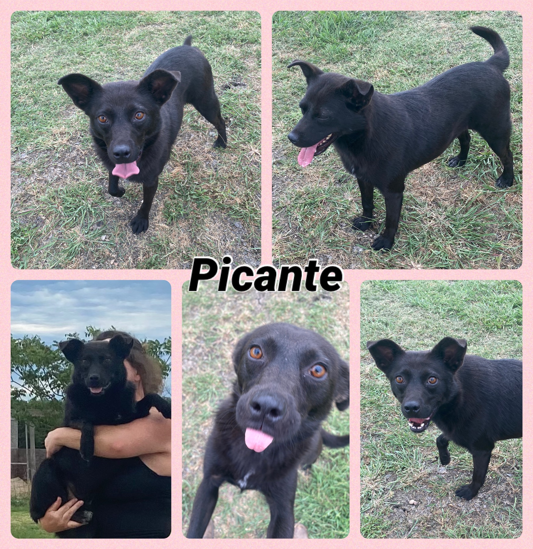 Picante