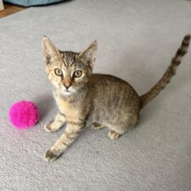 Hanna, Adoptable, Kitten Female Domestic Short Hair.