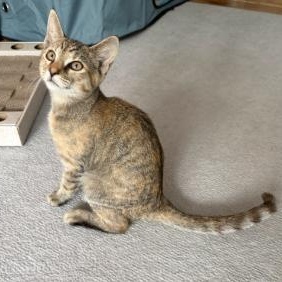 Enlarge Hanna, a Adoptable Domestic Short Hair in Stamford, CT image 3/4