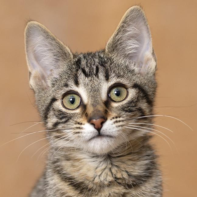 Enlarge Audrey, an adopted Tabby in Chicago, IL image 1/6