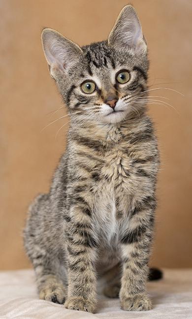 Enlarge Audrey, an adopted Tabby in Chicago, IL image 2/6