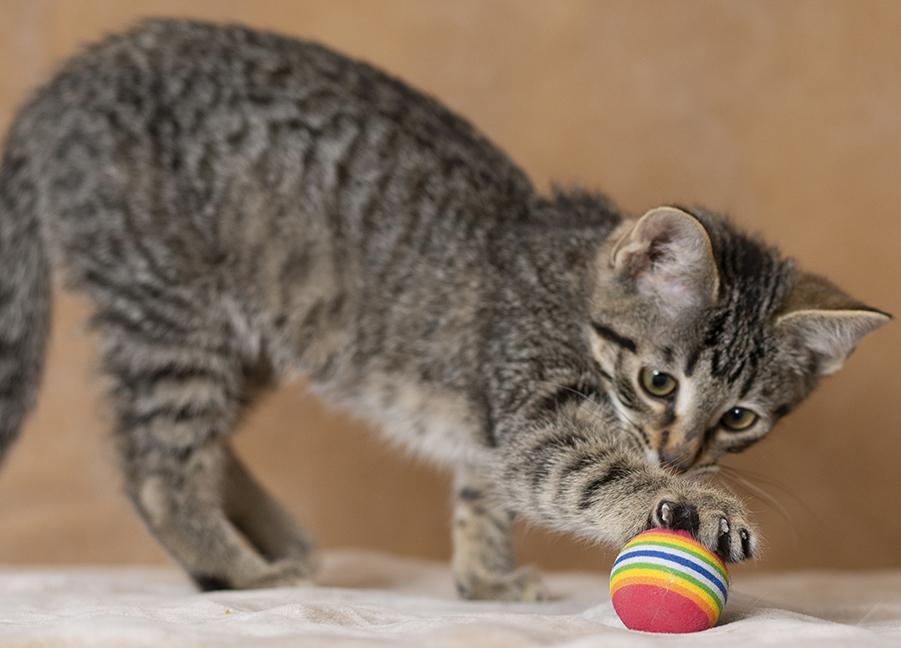 Enlarge Audrey, an adopted Tabby in Chicago, IL image 4/6