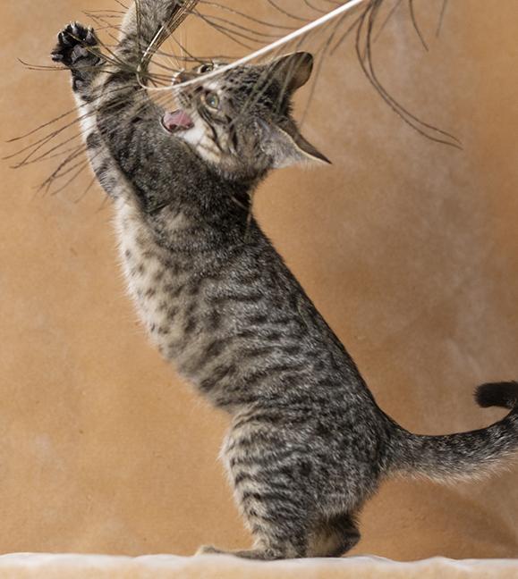 Enlarge Audrey, an adopted Tabby in Chicago, IL image 3/6