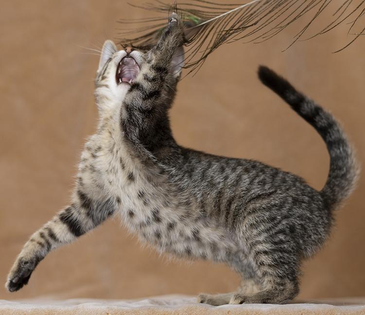 Enlarge Audrey, an adopted Tabby in Chicago, IL image 5/6