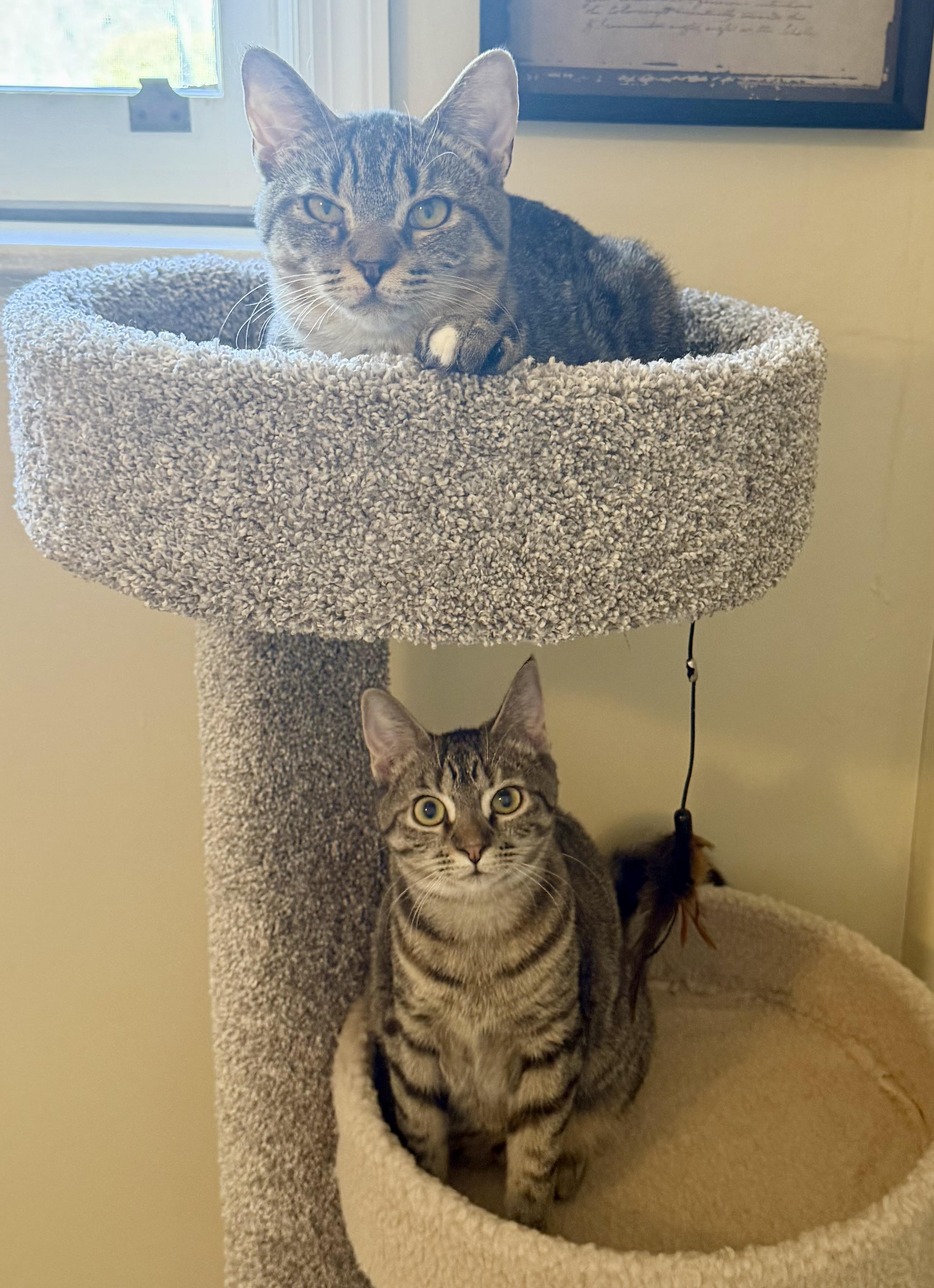 Enlarge Lizzy and Aurora, a Adoptable Domestic Short Hair in Glenmont, NY image 4/6