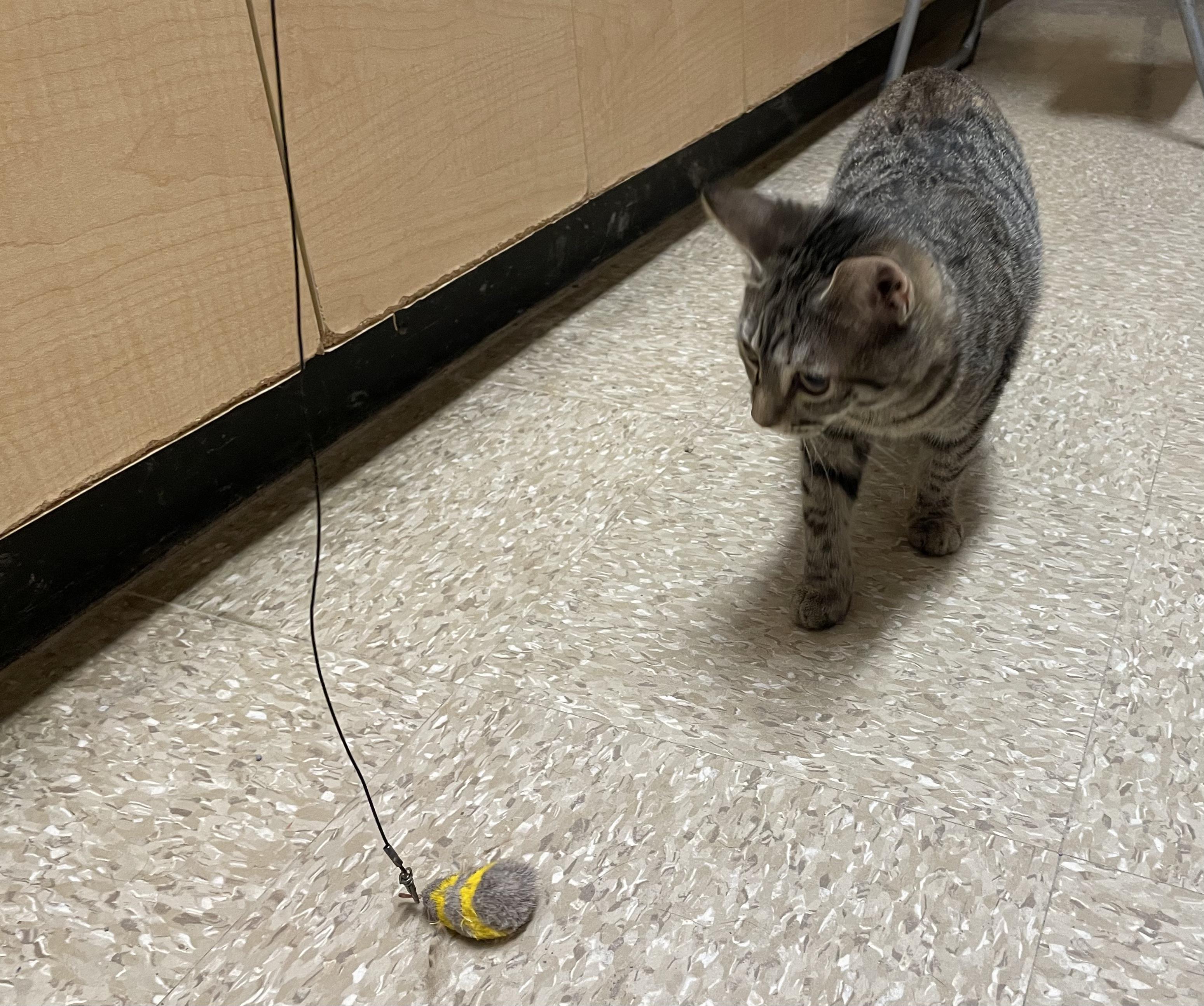 Lizzy and Aurora, a Adoptable Domestic Short Hair in Glenmont, NY image 1/5