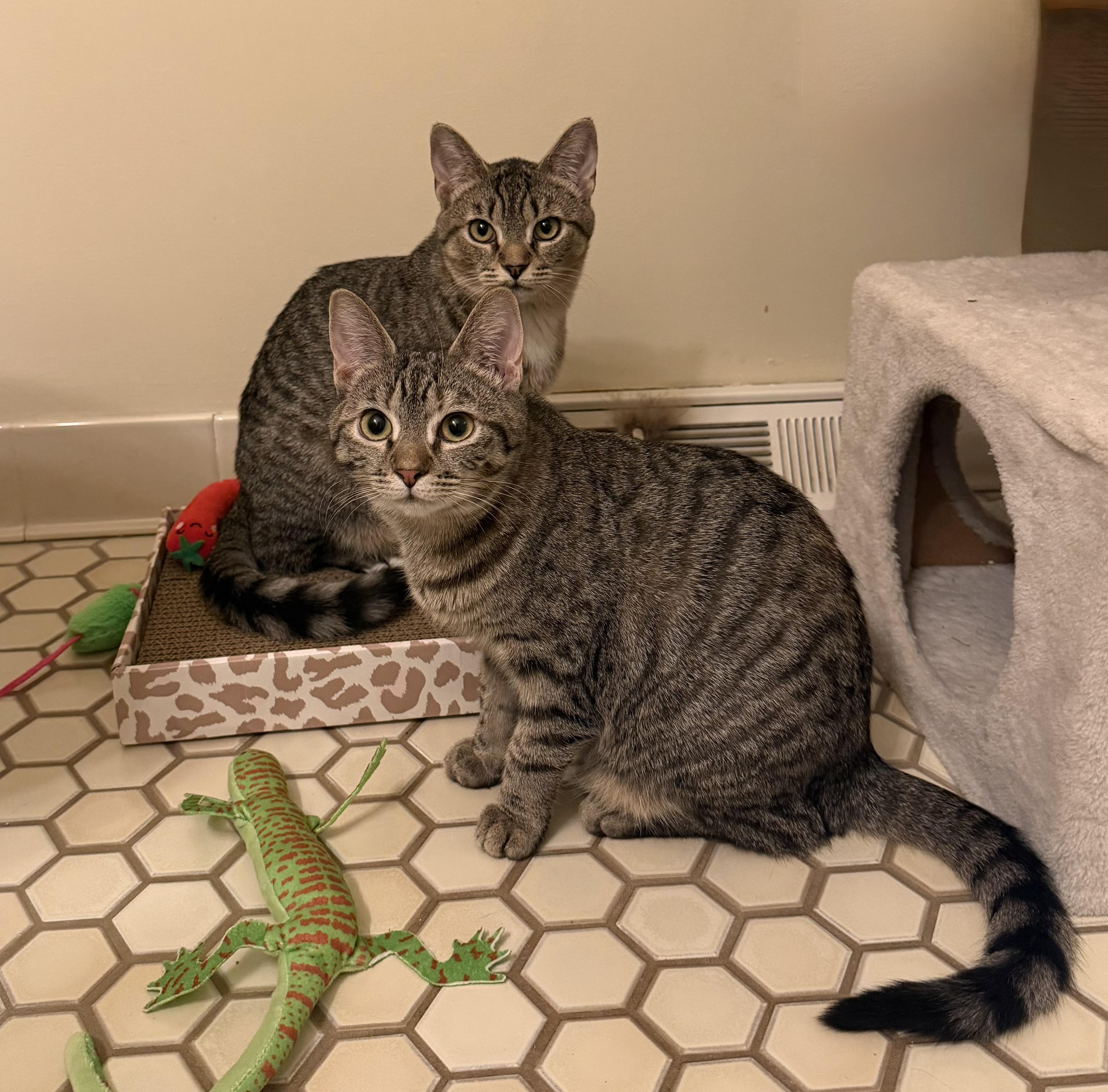 Enlarge Lizzy and Aurora, a Adoptable Domestic Short Hair in Glenmont, NY image 1/6