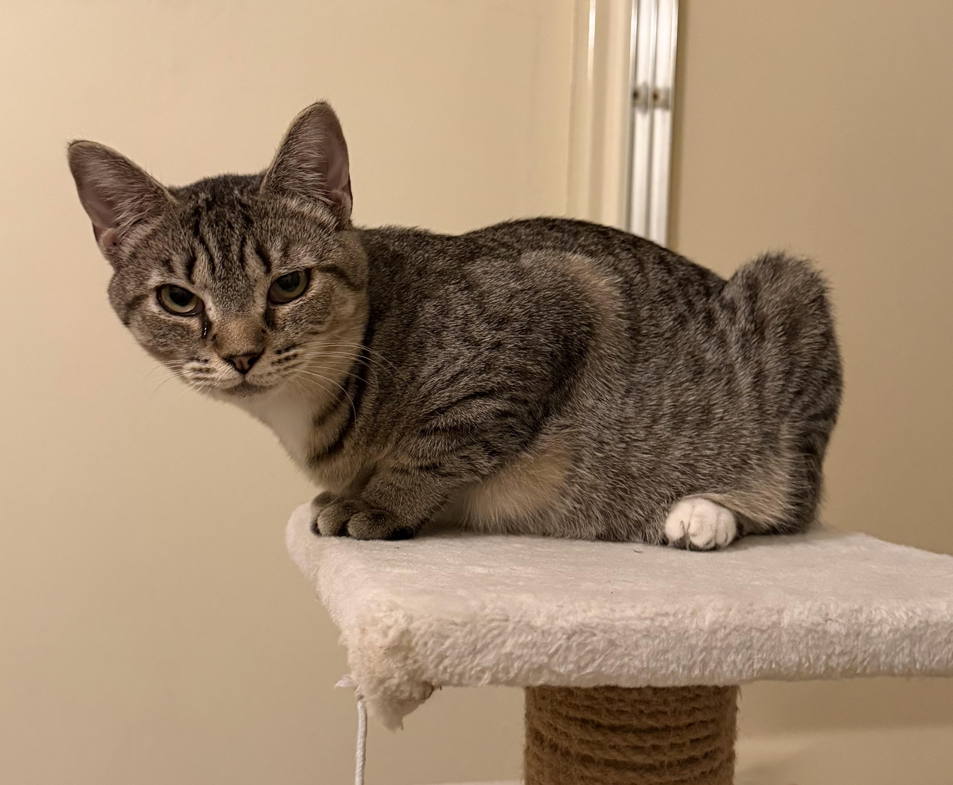 Enlarge Lizzy and Aurora, a Adoptable Domestic Short Hair in Glenmont, NY image 6/6