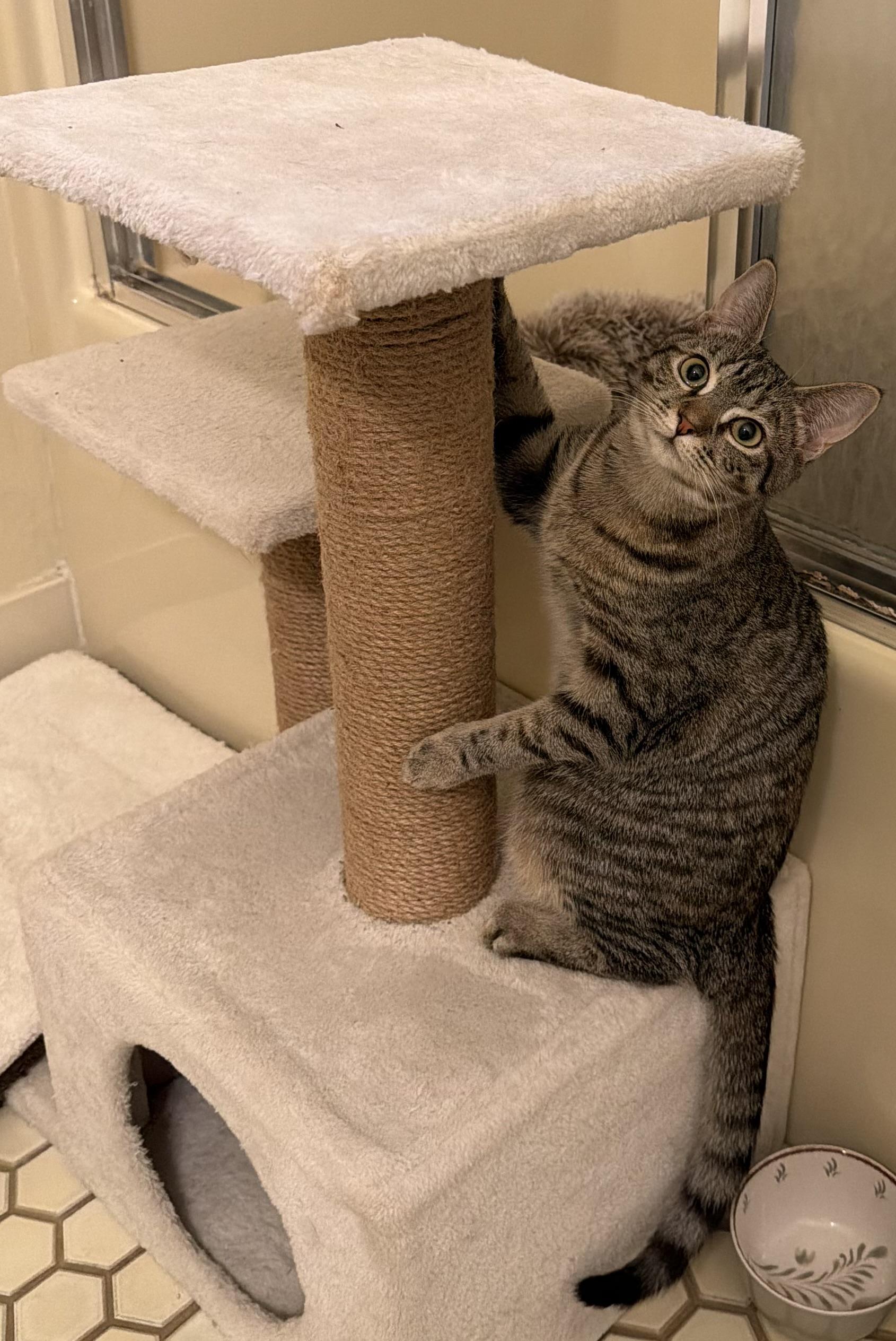 Enlarge Lizzy and Aurora, a Adoptable Domestic Short Hair in Glenmont, NY image 3/6