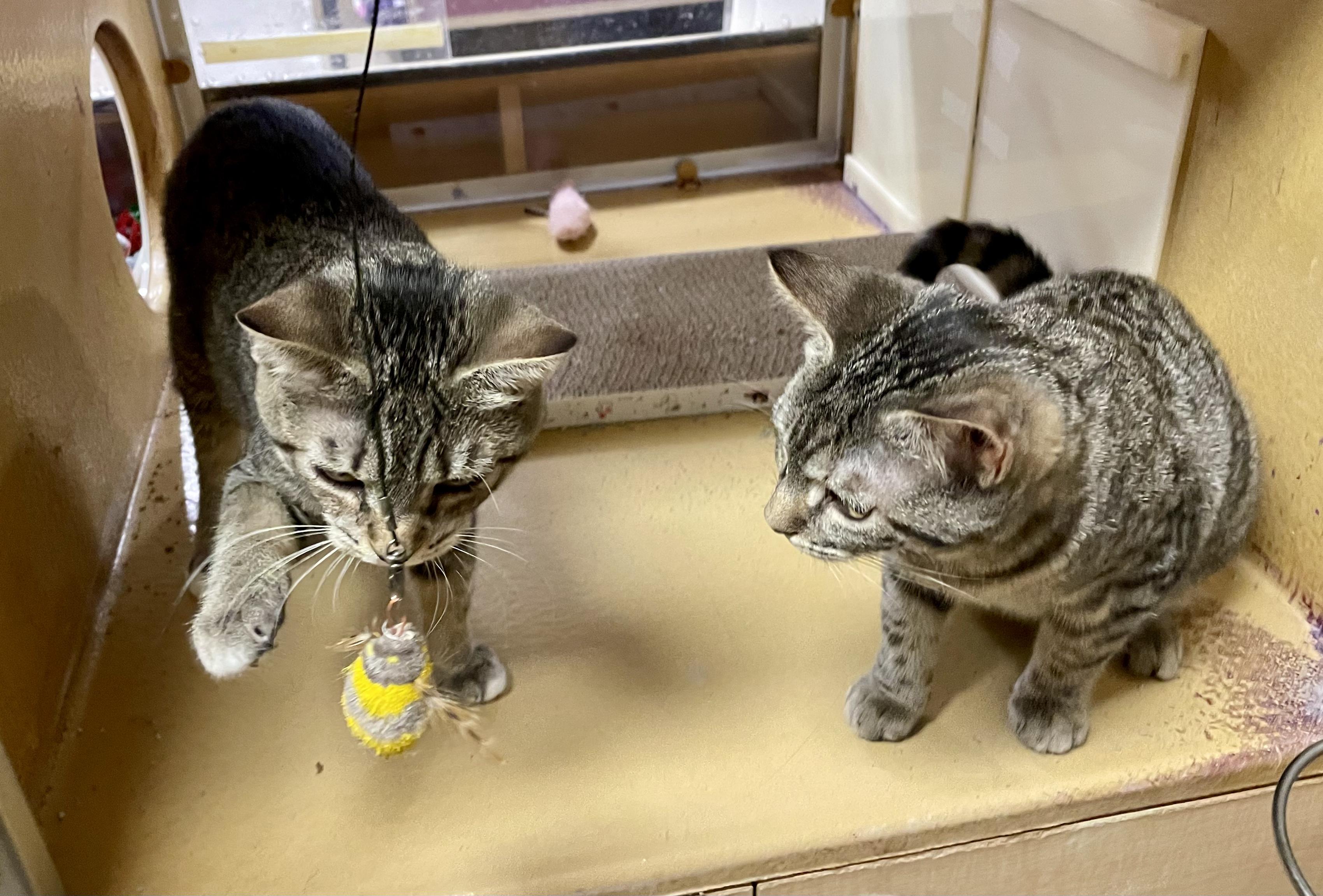 Lizzy and Aurora, a Adoptable Domestic Short Hair in Glenmont, NY image 2/5