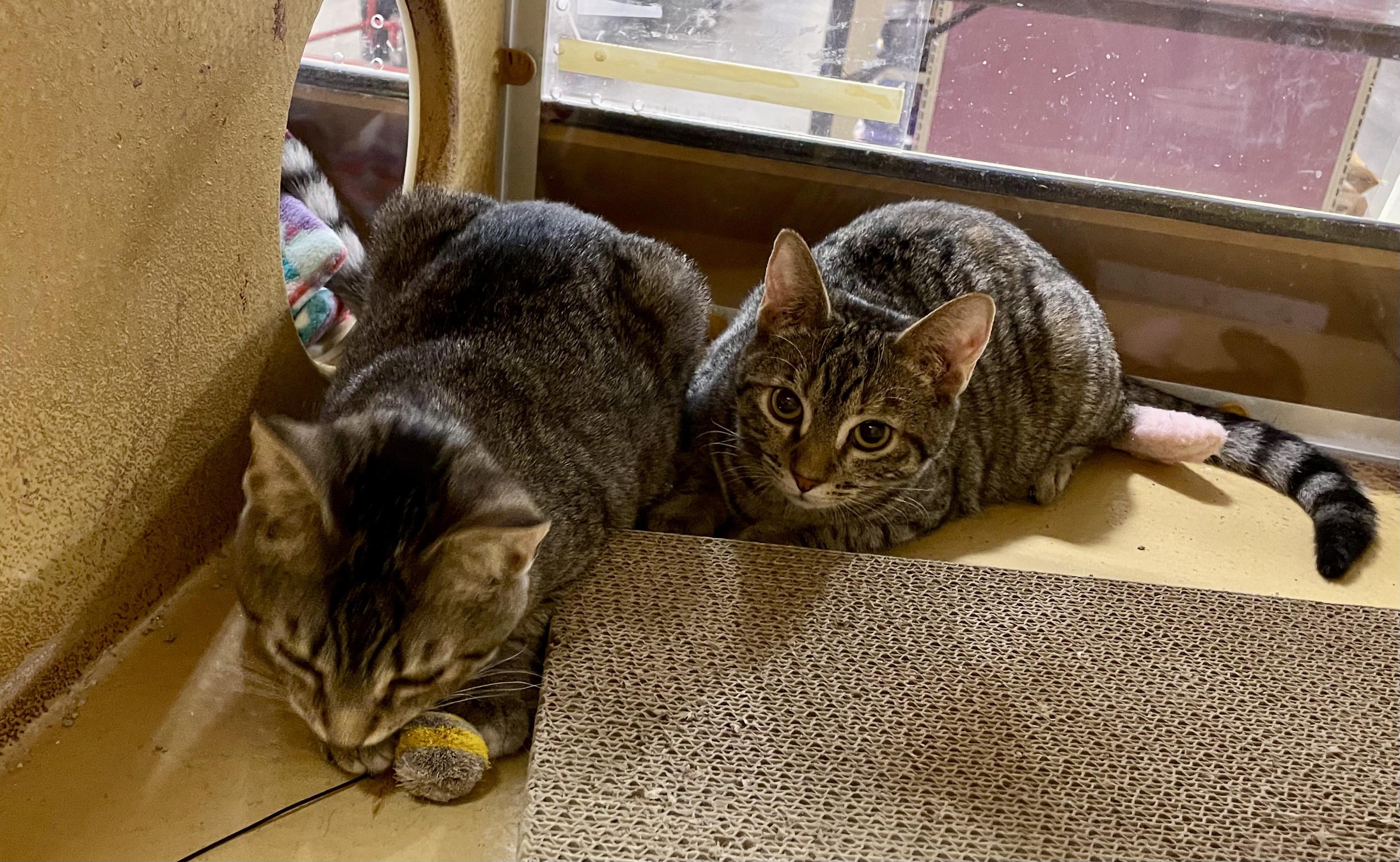 Lizzy and Aurora, a Adoptable Domestic Short Hair in Glenmont, NY image 4/5
