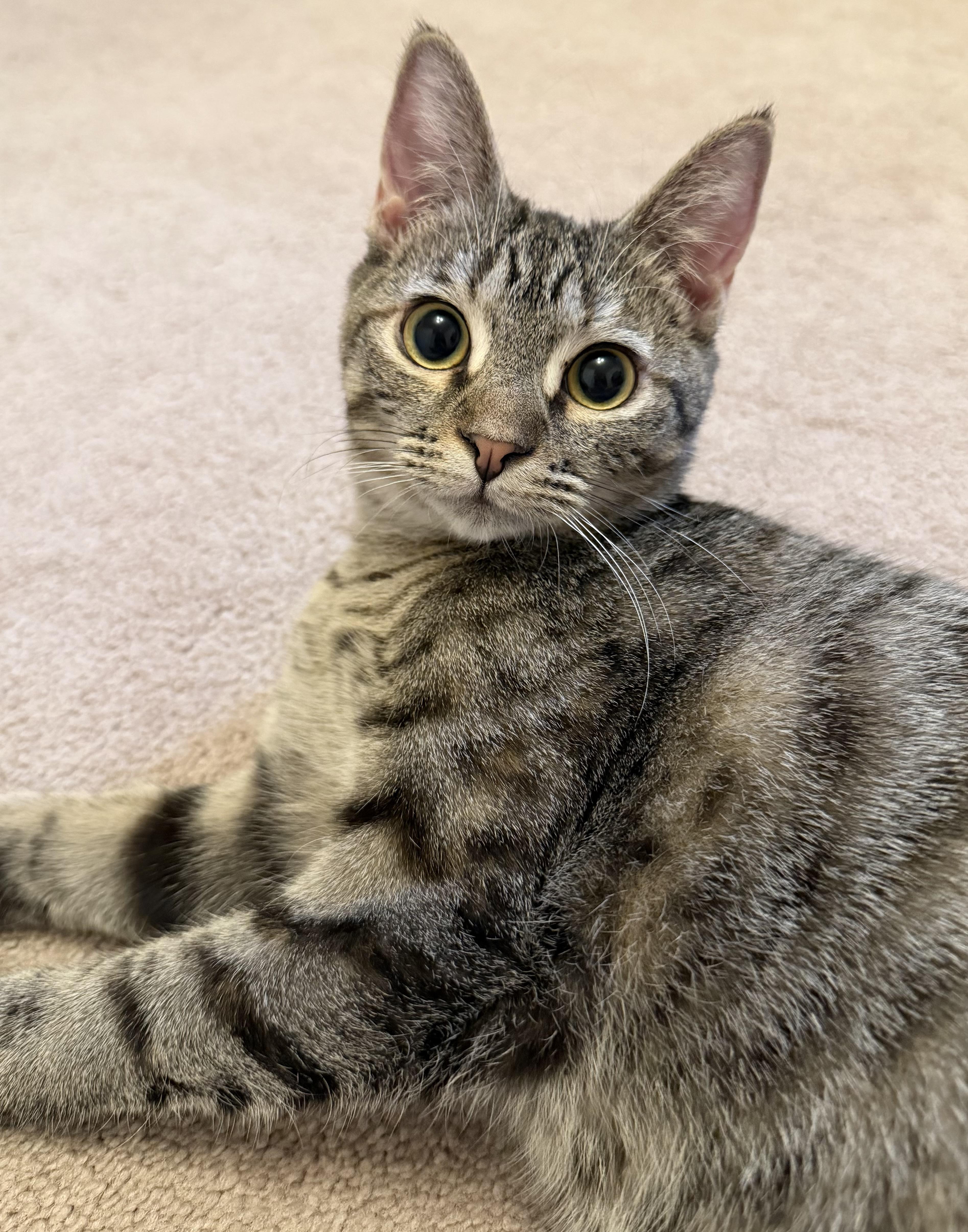 Enlarge Lizzy and Aurora, a Adoptable Domestic Short Hair in Glenmont, NY image 5/6