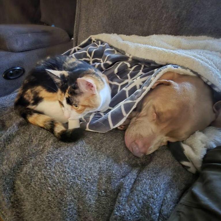 Tara & Ginger *BONDED PAIR*, a Adoptable Domestic Short Hair in Puyallup, WA image 3/6