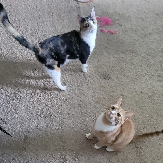 Tara & Ginger *BONDED PAIR*, a Adoptable Domestic Short Hair in Puyallup, WA image 5/6