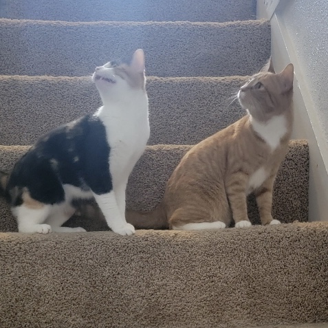 Tara & Ginger *BONDED PAIR*, a Adoptable Domestic Short Hair in Puyallup, WA image 1/6