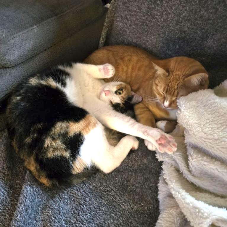 Tara & Ginger *BONDED PAIR*, a Adoptable Domestic Short Hair in Puyallup, WA image 4/6