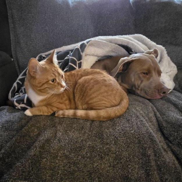 Tara & Ginger *BONDED PAIR*, a Adoptable Domestic Short Hair in Puyallup, WA image 2/6