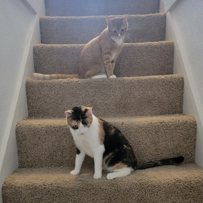 Tara & Ginger *BONDED PAIR*, a Adoptable Domestic Short Hair in Puyallup, WA image 6/6