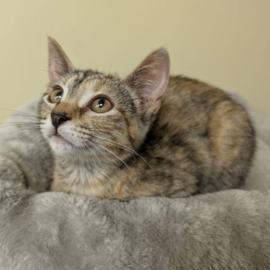 Lilly, Young Female unknown