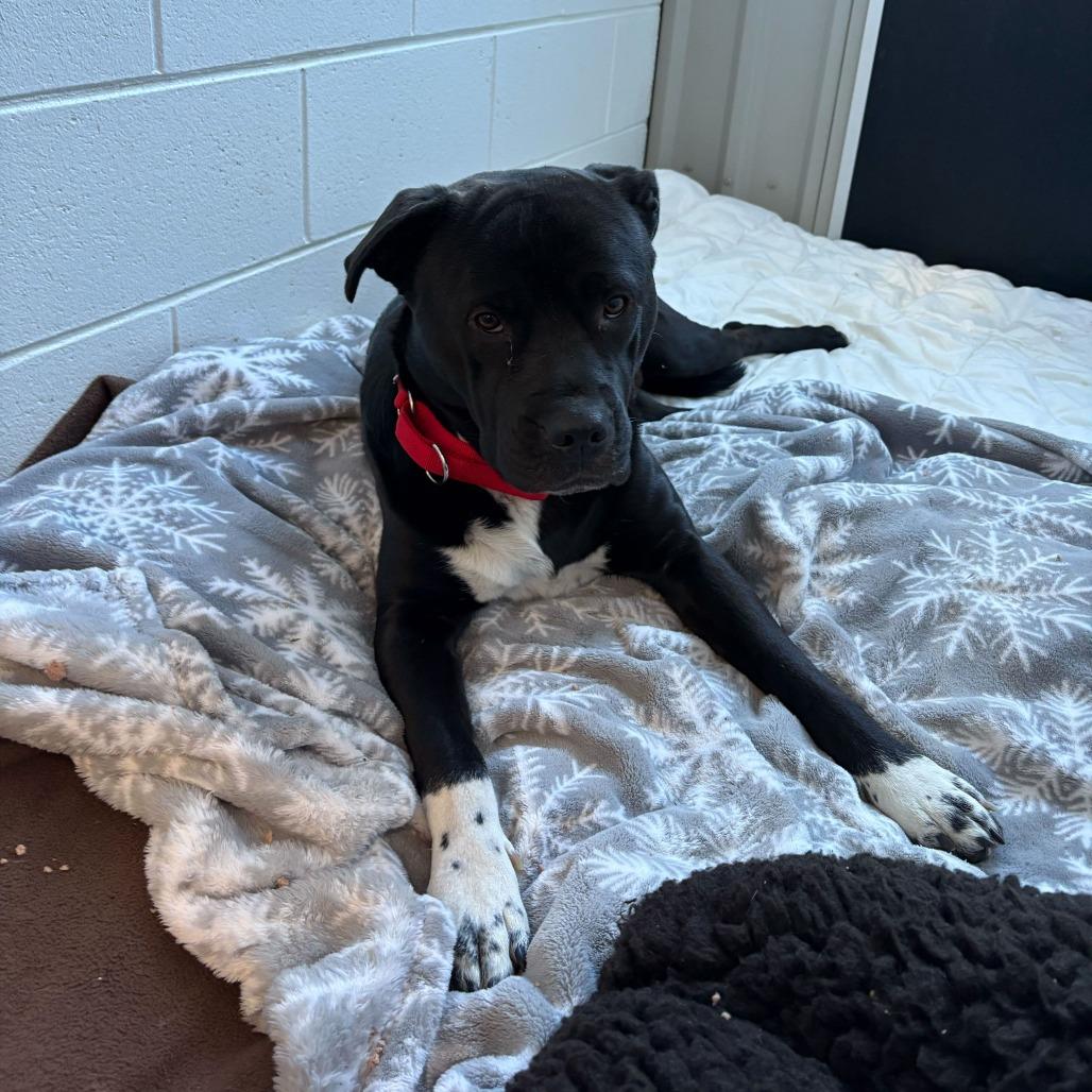 Cowboy, a Adoptable Mixed Breed in Dover, NH image 1/6