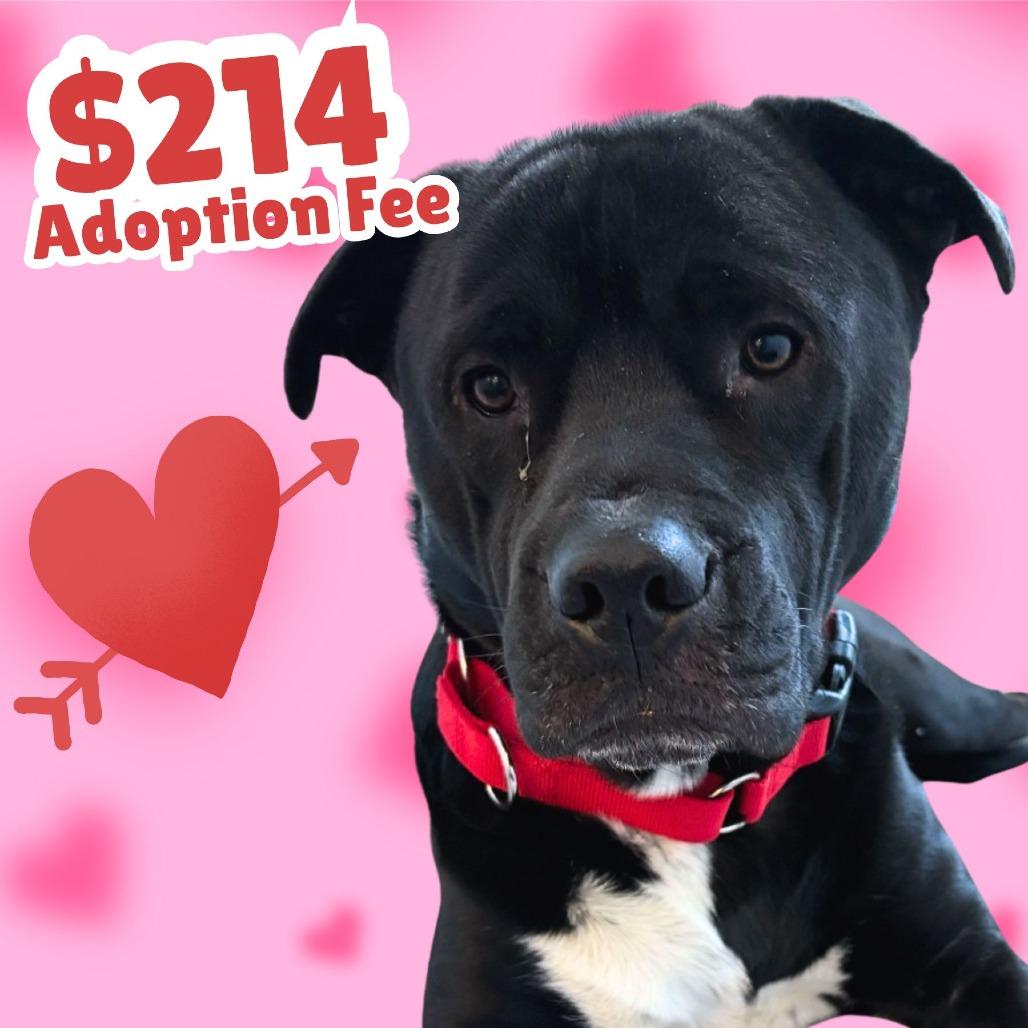 Cowboy, a Adoptable Mixed Breed in Dover, NH image 2/6