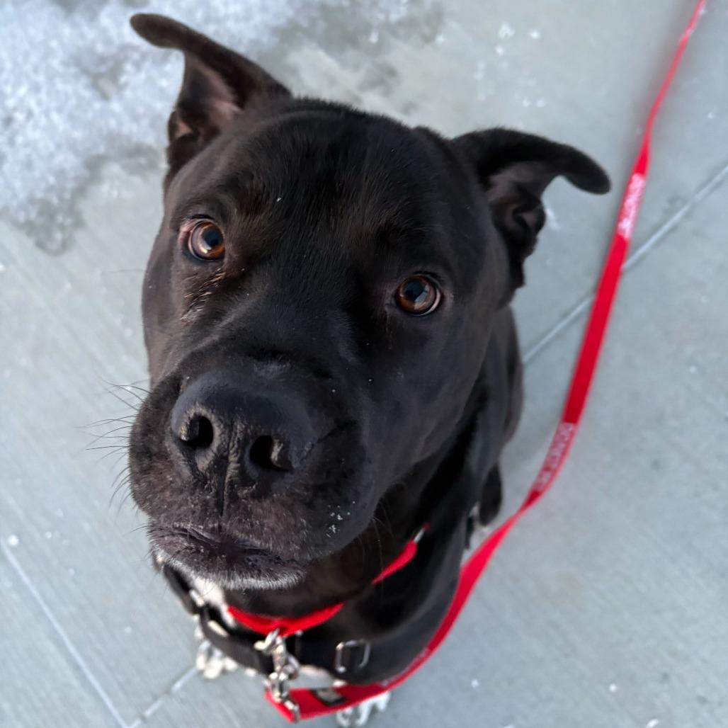 Cowboy, a Adoptable Mixed Breed in Dover, NH image 3/6