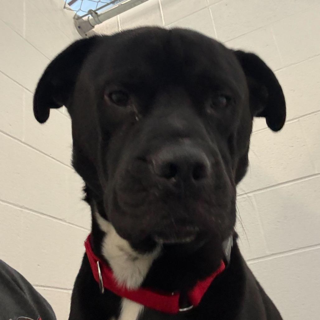 Cowboy, a Adoptable Mixed Breed in Dover, NH image 4/6