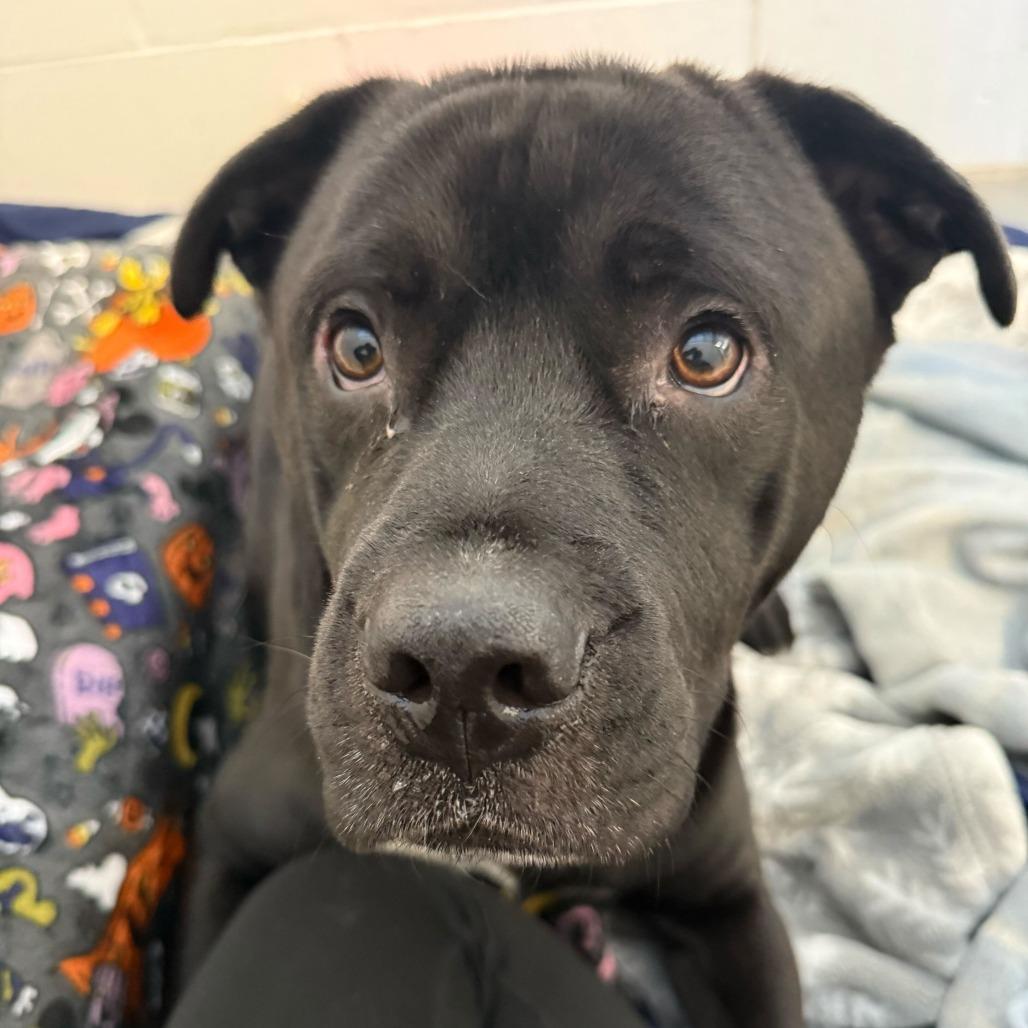 Cowboy, a Adoptable Mixed Breed in Dover, NH image 5/6