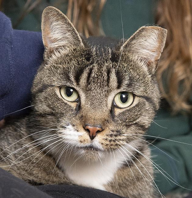 Enlarge Lex, a ADOPTABLE Tabby in Chicago, IL image 1/6