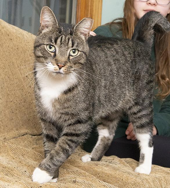 Enlarge Lex, a ADOPTABLE Tabby in Chicago, IL image 2/6