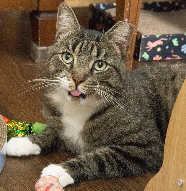 Enlarge Lex, a ADOPTABLE Tabby in Chicago, IL image 3/6