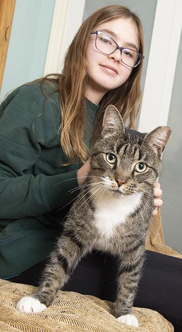 Enlarge Lex, a ADOPTABLE Tabby in Chicago, IL image 4/6