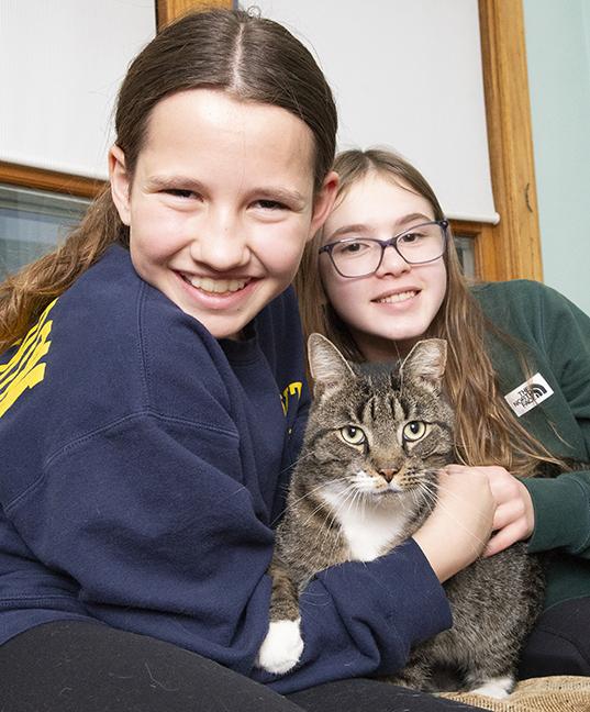 Enlarge Lex, a ADOPTABLE Tabby in Chicago, IL image 6/6