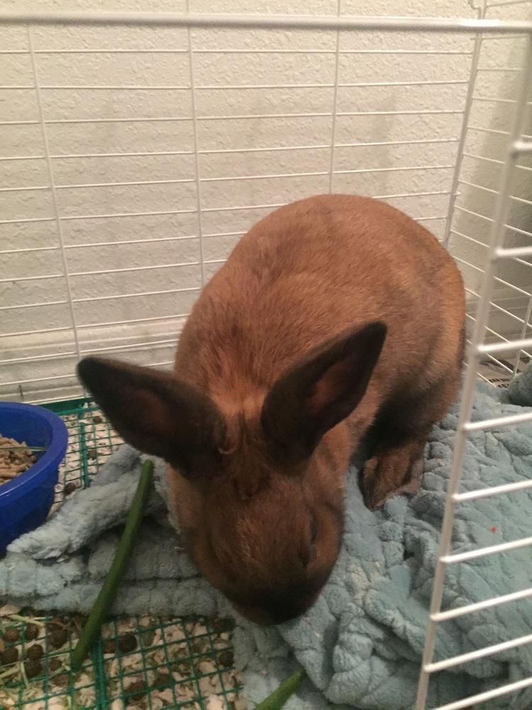 Hope, Adoptable, Adult Female Cinnamon.