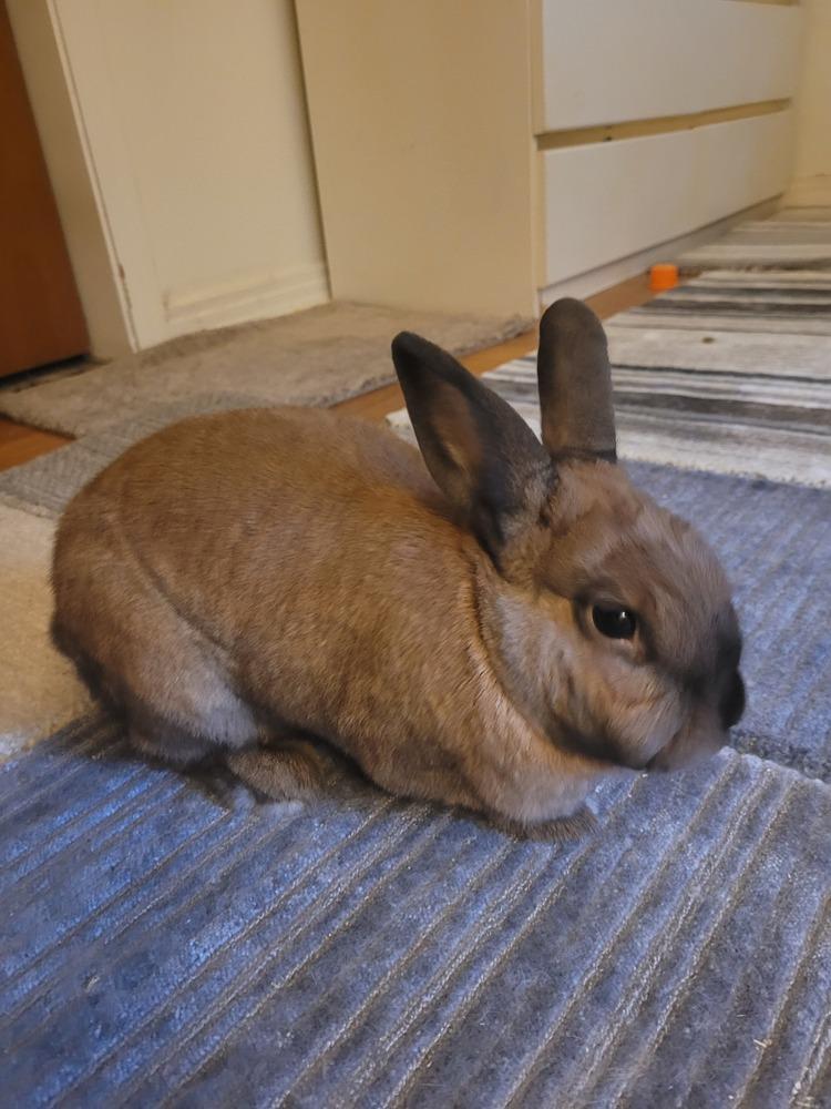 Enlarge Hope, a Adoptable Cinnamon in Longwood, FL image 2/4