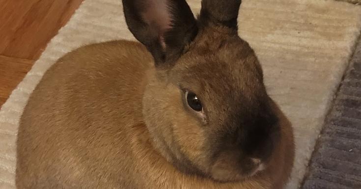 Enlarge Hope, a Adoptable Cinnamon in Longwood, FL image 3/4