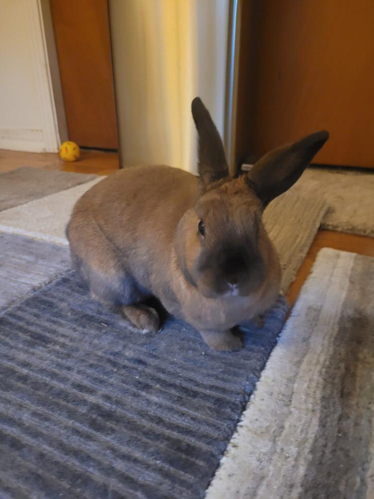 Enlarge Hope, a Adoptable Cinnamon in Longwood, FL image 4/4