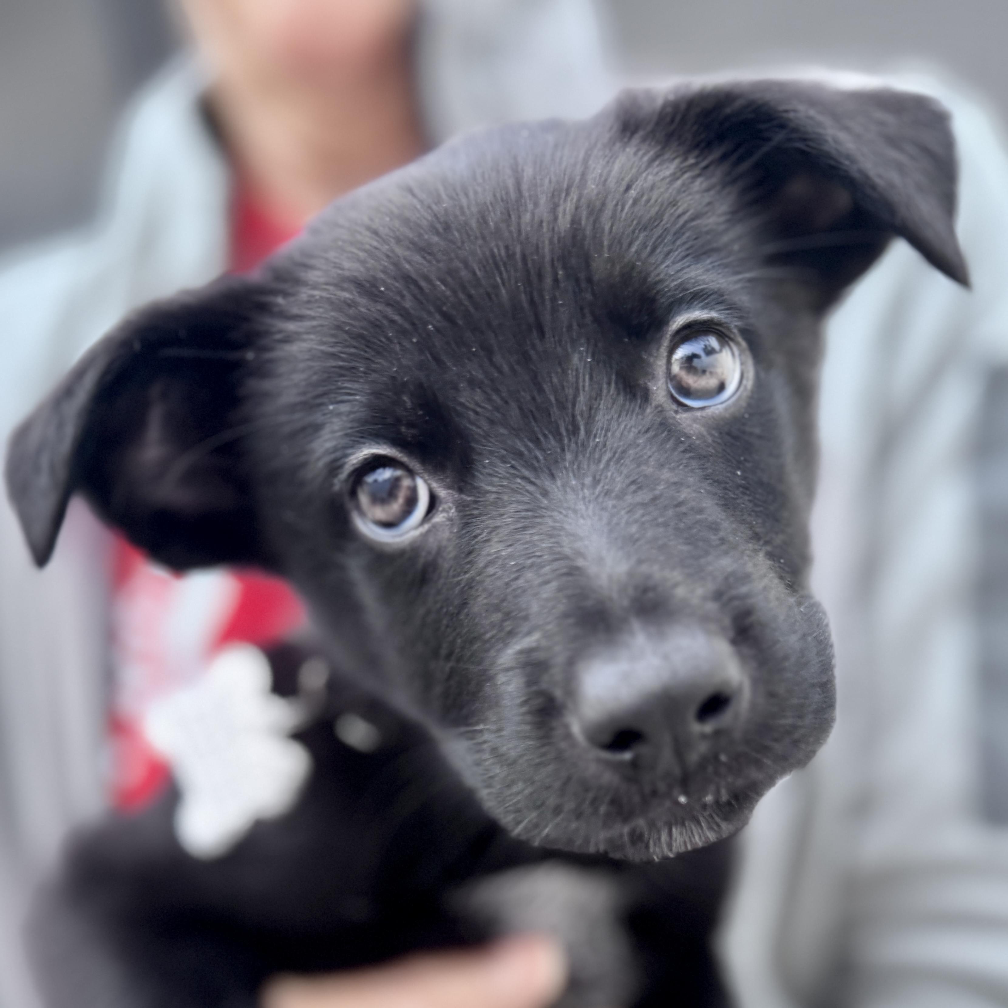 Jetson, adoptable, Puppy Male Retriever & Mixed Breed.