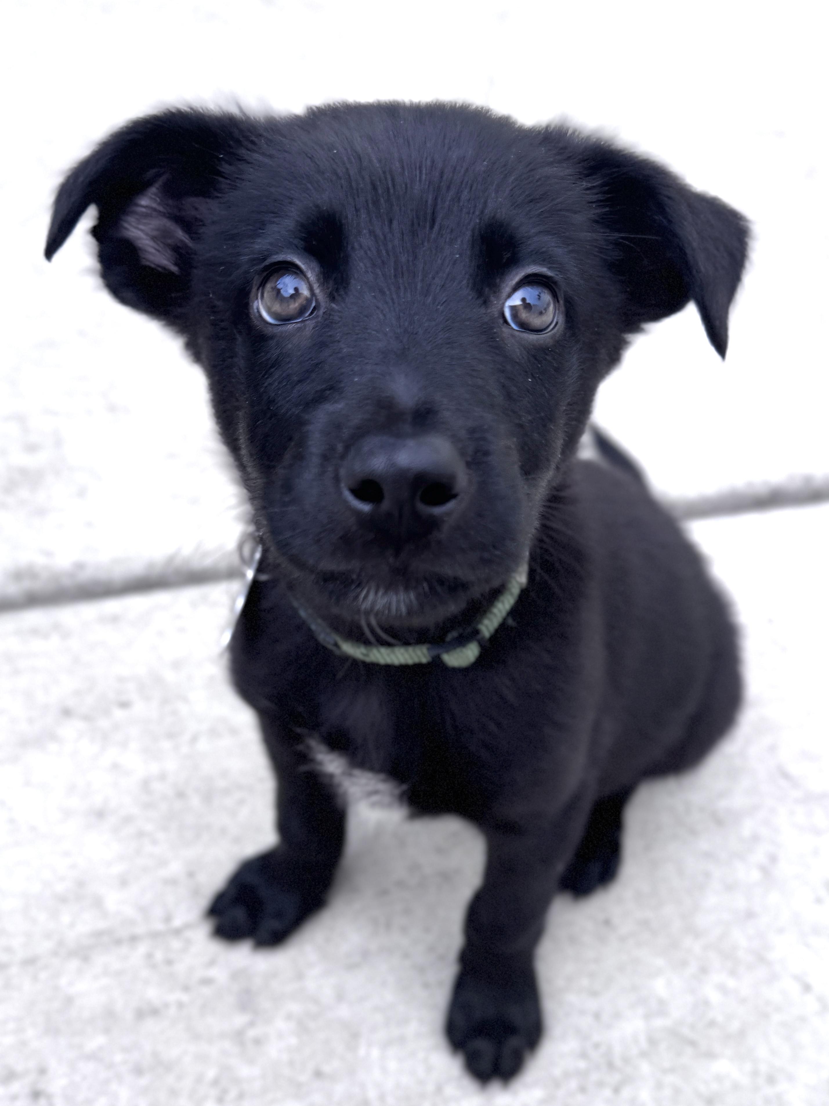 Jetson, an adoptable mixed breed in Palatine, IL image 3/5
