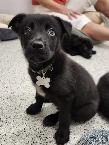 Jetson, an adoptable mixed breed in Palatine, IL image 5/5