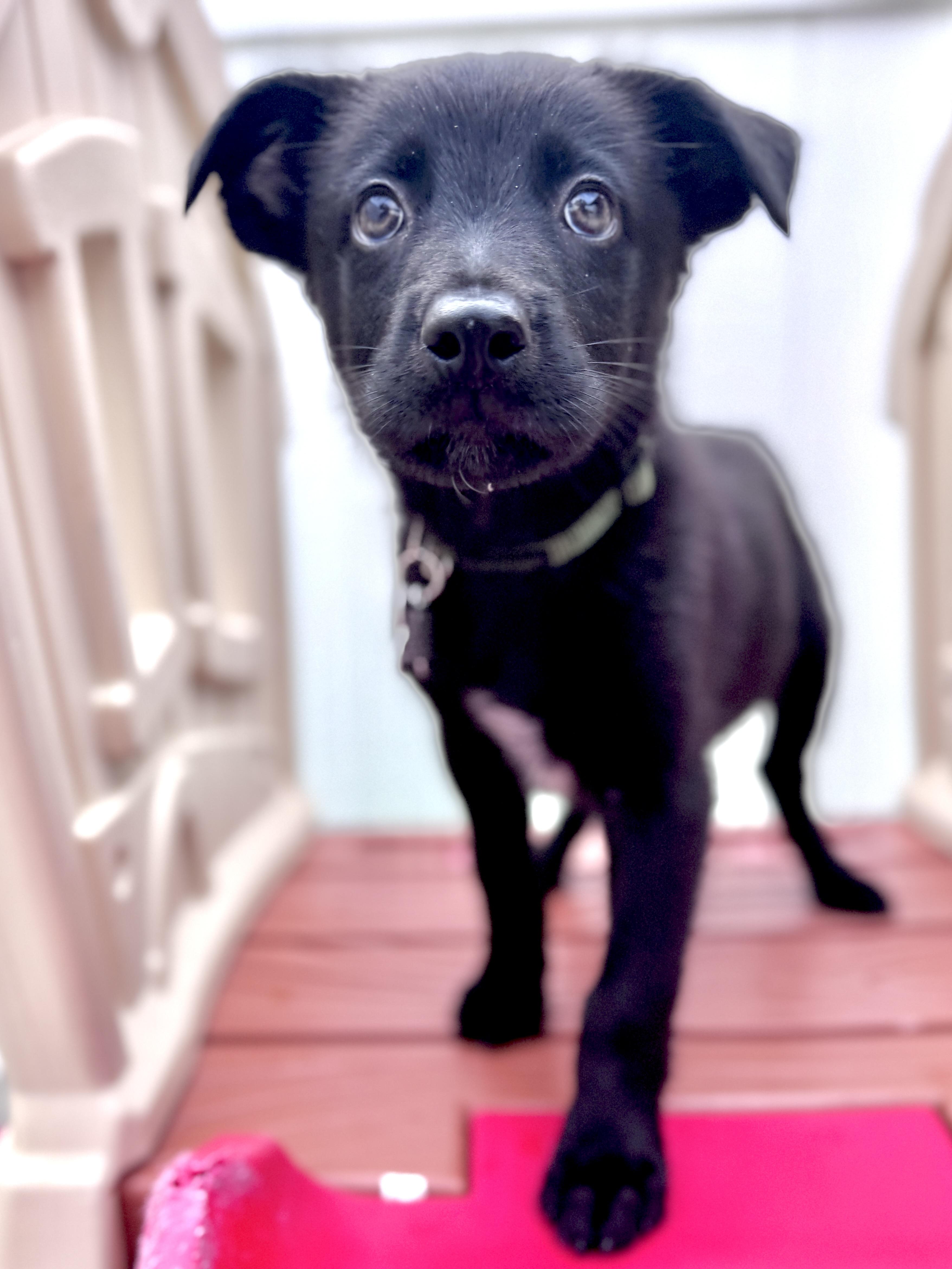 Jetson, an adoptable mixed breed in Palatine, IL image 4/5