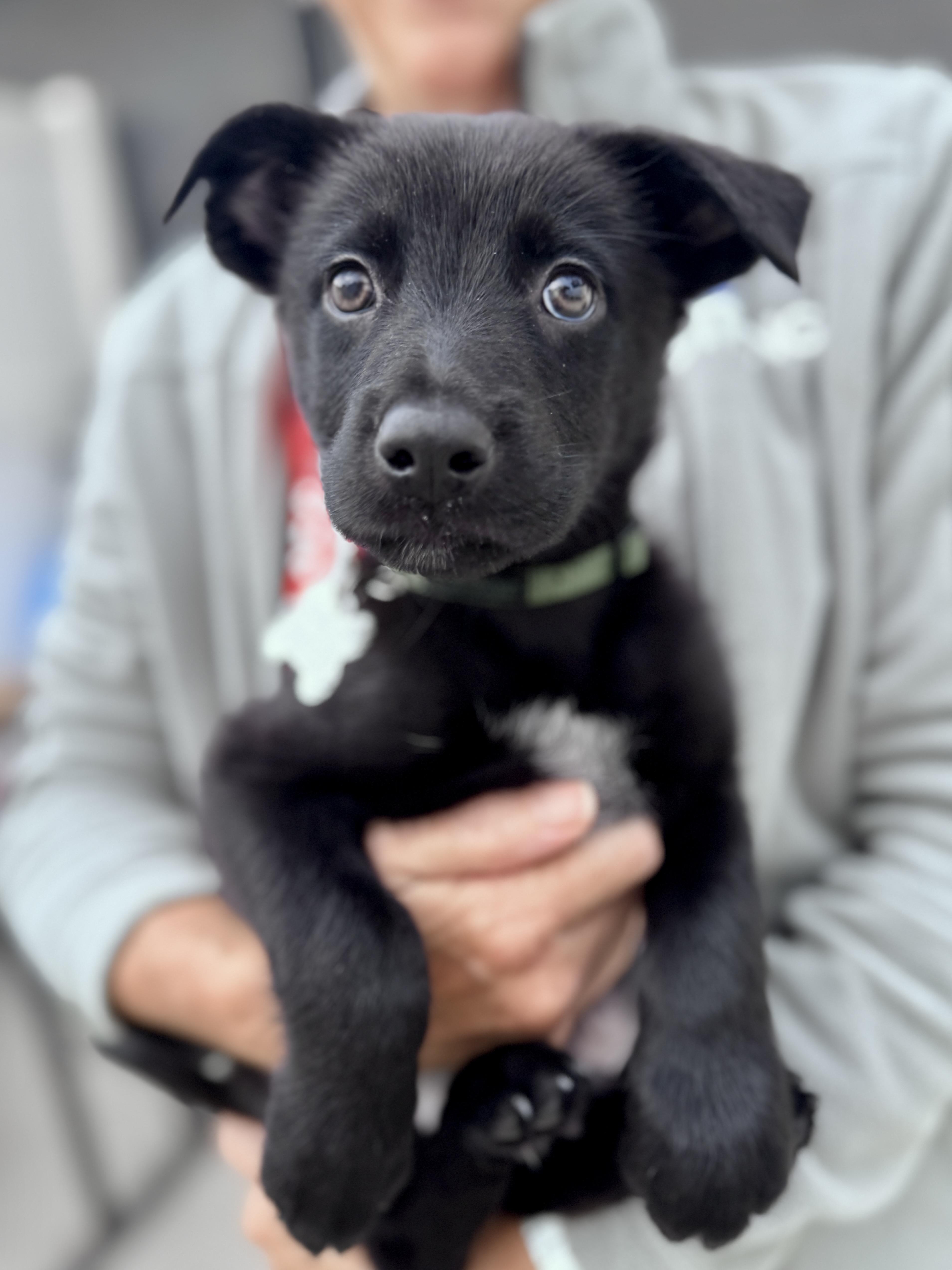 Jetson, an adoptable mixed breed in Palatine, IL image 2/5