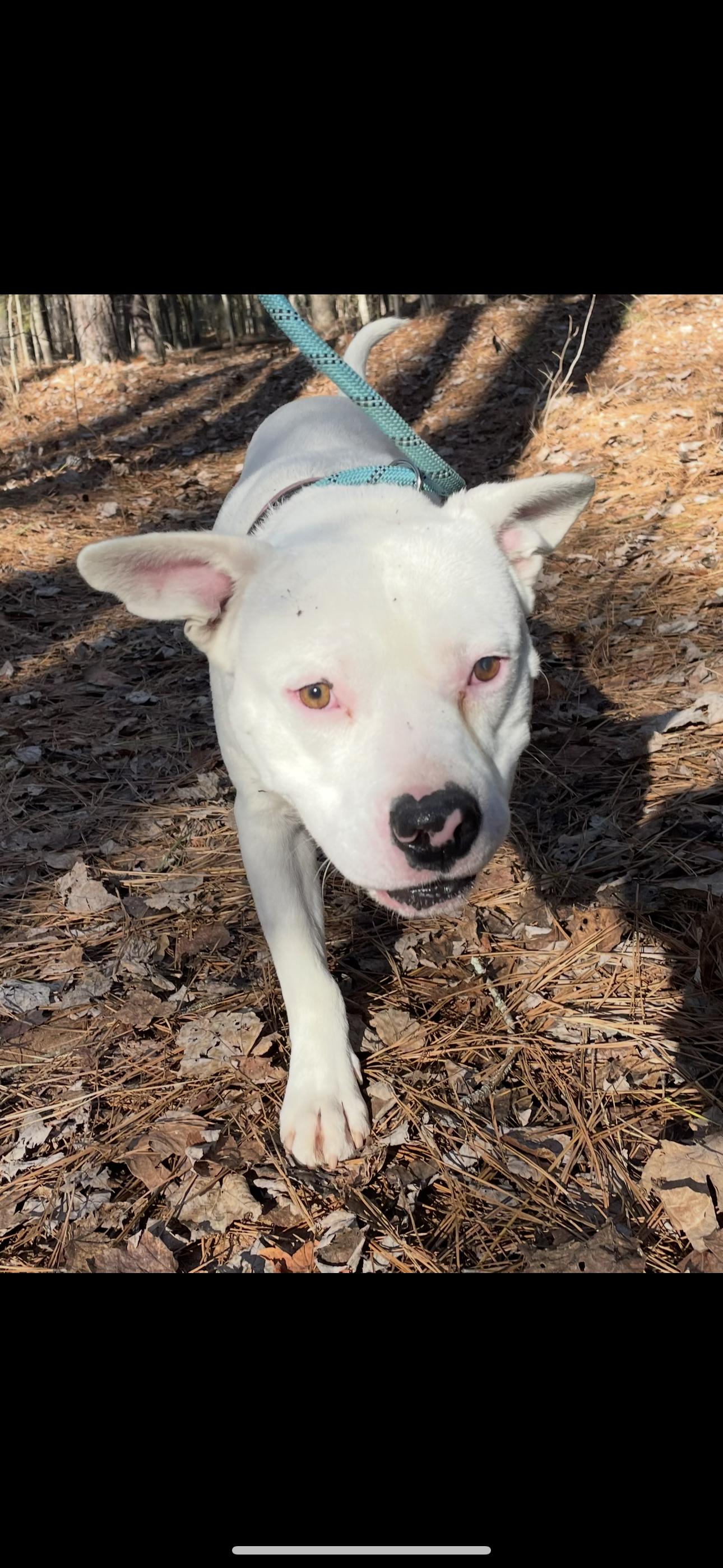 Batman, Adopted, Adult Male Pit Bull Terrier & Pit Bull Terrier.