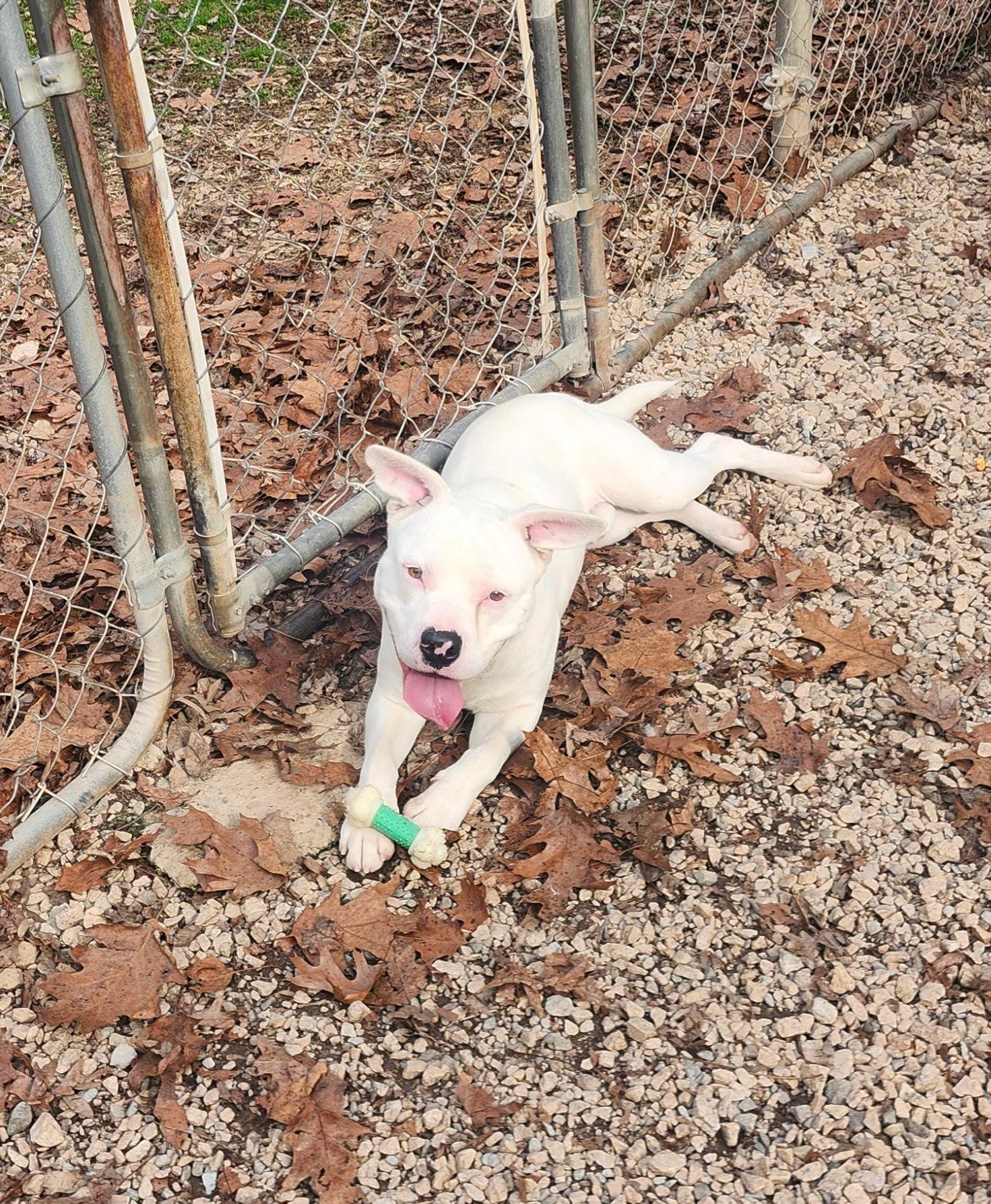 Enlarge Batman, a Adopted mixed breed in York, SC image 2/3